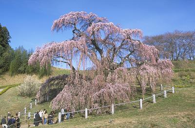 『「５つ星の宿」弊社Sランクホテル 穴原温泉 吉川屋　三春の滝桜　鶴ヶ城公園　置賜桜回廊　 南東北の桜めぐり　３日間』