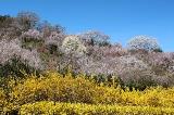 花見山ツツジ★お客様写真：神奈川県・PN：飛ばないボール様.　※当日見頃とならない場合がございます