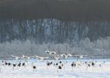 【阿寒国際ツルセンター】冬は飛来率が高い、特別天然記念物の丹頂鶴を観賞(イメージ)