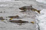 【遊楽部川】秋の北海道ならではの光景、鮭の遡上を見学(イメージ)