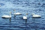 【とうふつ湖】白鳥などが多く飛来するバードウォッチングスポット(イメージ)