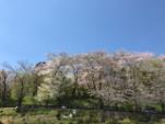 ★1日目烏帽子山公園の桜(イメージ)※例年の見ごろ4月上旬〜下旬