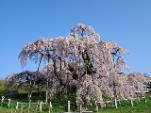 三春滝桜（イメージ）※桜の例年の見頃4月中旬〜4月下旬