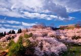 霞城公園の桜（イメージ）※桜の例年の見頃4月中旬〜4月下旬