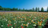 【ファーム富田】ポピーや温室ラベンダー等の春の花畑をお楽しみ(イメージ)
