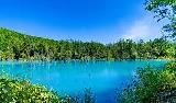 【青い池】水面が青く見える不思議な池へご案内いたします(イメージ)