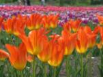 【上湧別チューリップ畑】様々な形・色のチューリップが広大な敷地に咲き誇ります(イメージ)