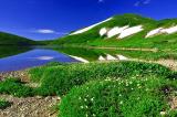 絶景を湖面に映す白馬大池付近も高山植物のスポットとして知られます