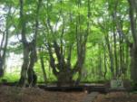 あがりこ大王　現地ガイド同行でブナの奇形木群が広がる神秘の森をハイキング(イメージ)  