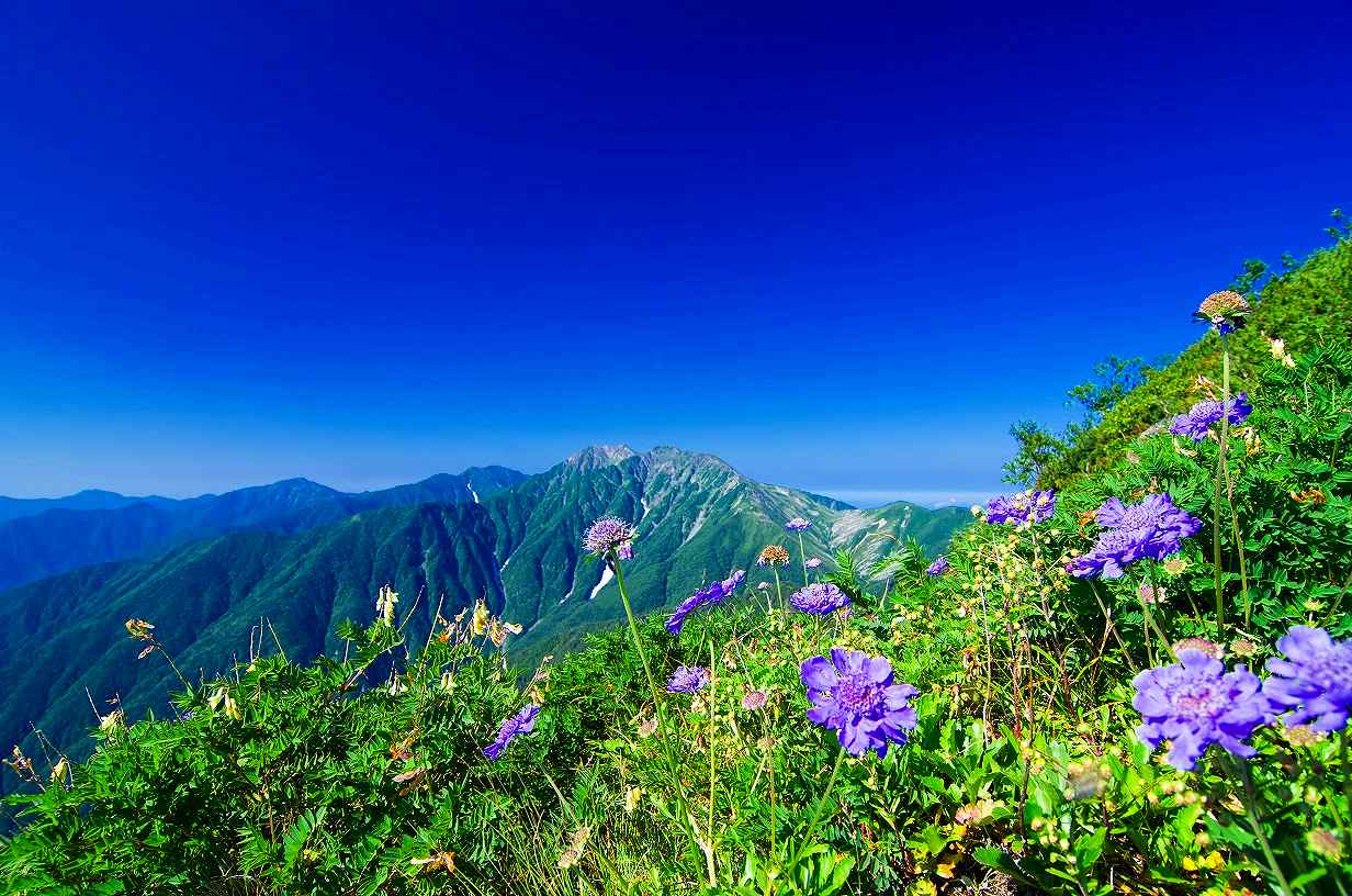 荒川三山・赤石岳周辺は高山植物のスポットとしても知られています
