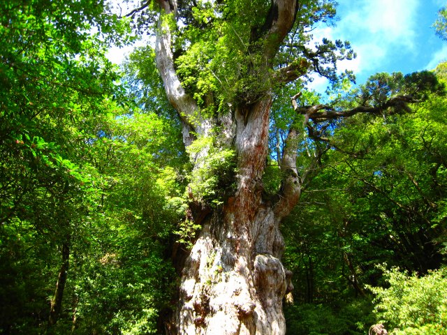 一生に一度は見たい巨木・縄文杉