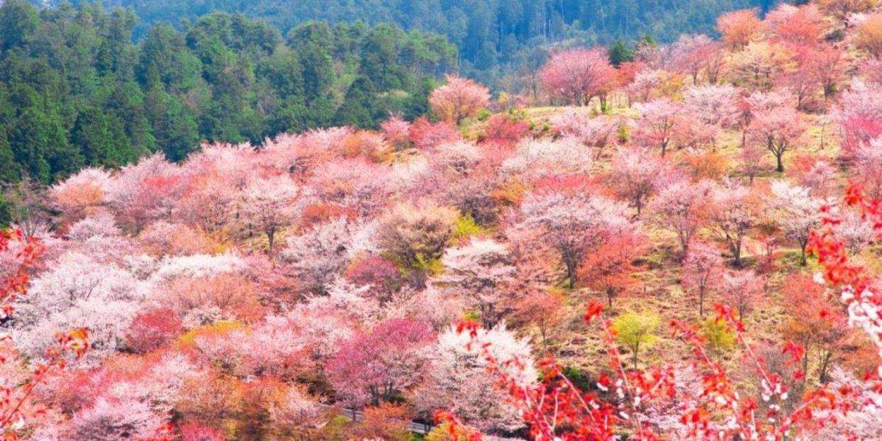 桜の一大スポットとして知られる吉野山をガイド同行で縦走します！