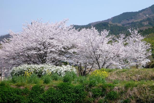 1日目は万葉集ゆかりの ”山の辺の道” を桜を見ながらトレッキング！