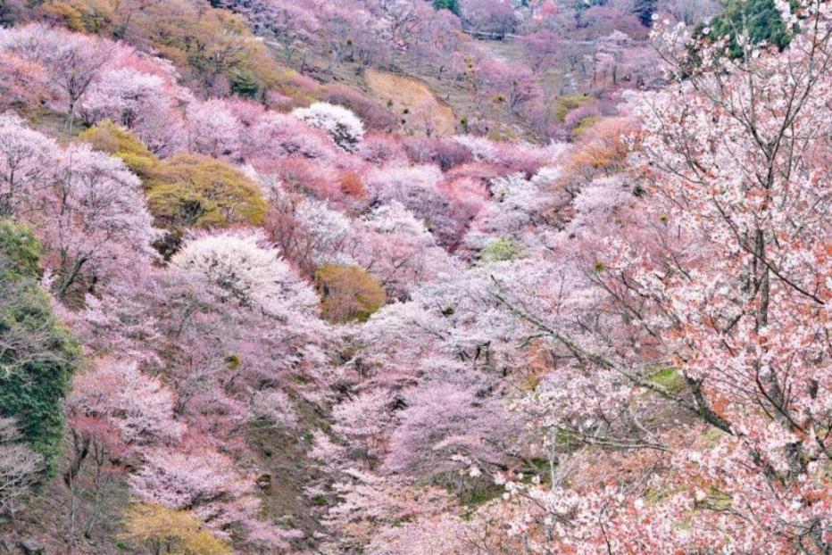 約３万本の桜が咲き乱れる吉野山　※桜の見頃：例年：３月下旬〜４月中旬