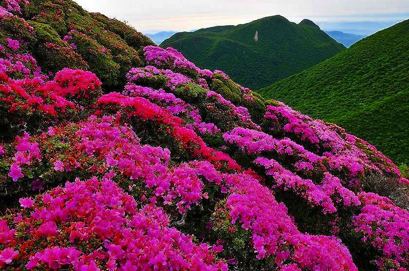 ミヤマキリシマ咲く・九重連山を堪能しましょう♪