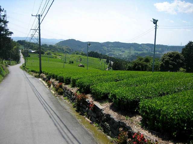 日坂・茶畑を眺めながら街道歩き♪(イメージ)