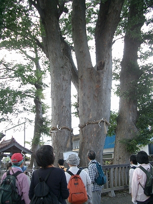 大門神社のケヤキ（イメージ）
