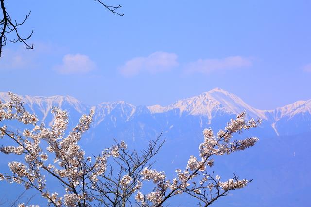 光城山(イメージ)　※桜の見ごろは例年4月上旬〜中旬