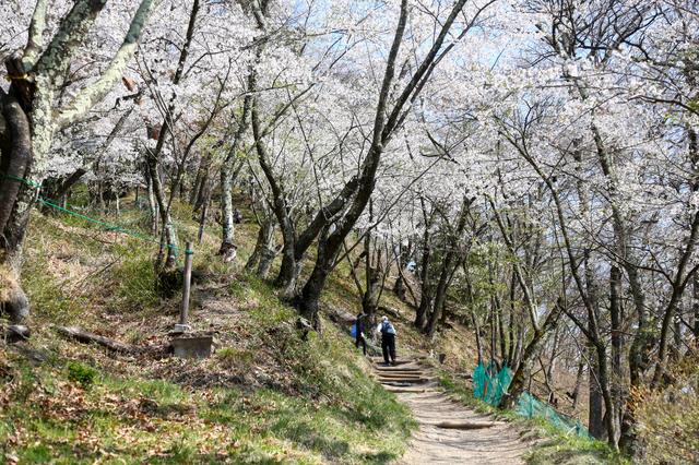 桜のトンネルの登山道(イメージ)　※桜の見ごろは例年4月上旬〜中旬