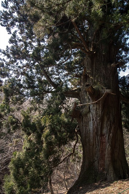 天然記念物！矢立の杉(イメージ)