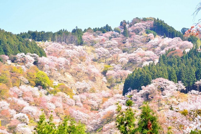 吉野山・上千本（花の見ごろは3月下旬から4月中旬）