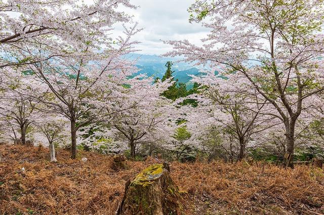 吉野山奥千本桜（花の見ごろは4月上旬から中旬）