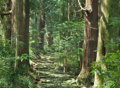 熊野古道・大門坂（イメージ）◇苔むす石畳と杉木立
