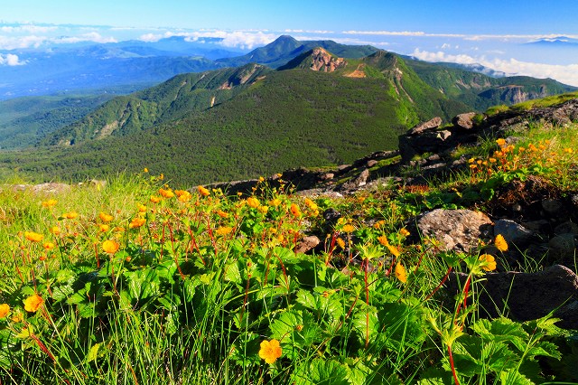 八ヶ岳・硫黄岳山頂のミヤマダイコンソウの花と天狗岳