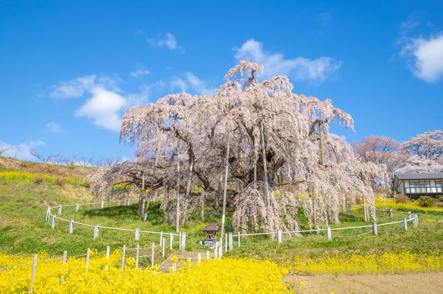 三春の滝桜（イメージ）