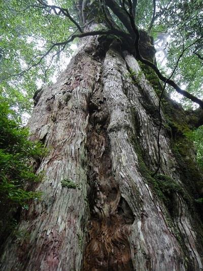 樹齢3000年以上の紀元杉（イメージ）