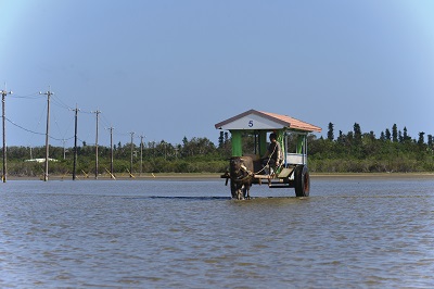 水牛車で海を渡り由布島へ（イメージ）写真提供:OCVB