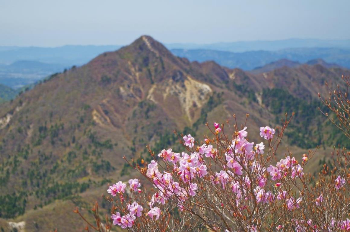 アカヤシオ咲く御在所岳（花の見ごろは4月中旬〜4月下旬）