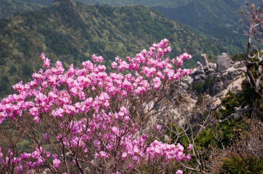 アカヤシオ咲く登山道（花の見ごろは4月中旬〜4月下旬）
