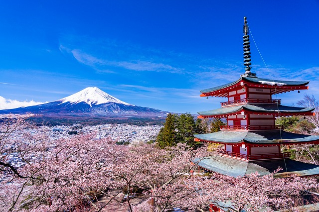 新倉山浅間神社から見る富士山　（花の見ごろは4月上旬から下旬）