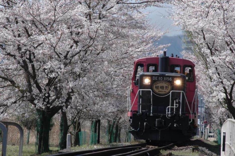 嵯峨野トロッコからのぞく桜のトンネル　※イメージ