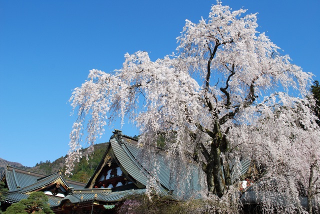身延山久遠寺の桜（イメージ）※写真提供：身延山観光協会