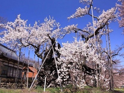 山高神代桜（イメージ）※桜の見ごろは3月下旬から4月中旬※写真提供：東京都在住の羽賀道行様
