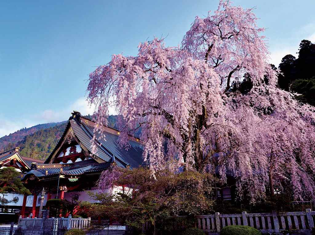 身延山 久遠寺の枝垂れ桜(イメージ)　例年見ごろ：3月下旬〜4月上旬