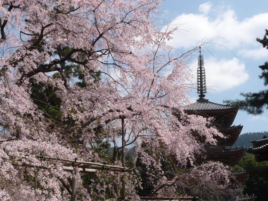 世界遺産・醍醐寺の桜 (※イメージ／例年の桜の見頃は3月下旬〜4月上旬)