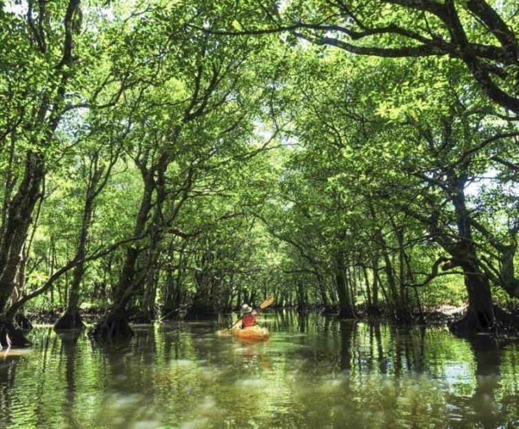 日本最大級のマングローブ林に囲まれて浦内川カヌー体験（イメージ）