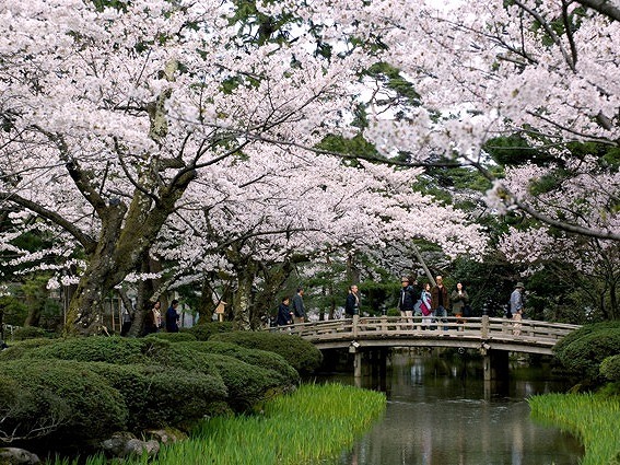 兼六園（イメージ／写真提供：金沢市観光協会／例年の桜の見頃：4月上旬〜下旬）
