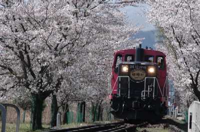 人気の嵯峨野トロッコ列車に乗車(イメージ／※桜の見ごろは例年3月下旬〜4月上旬）