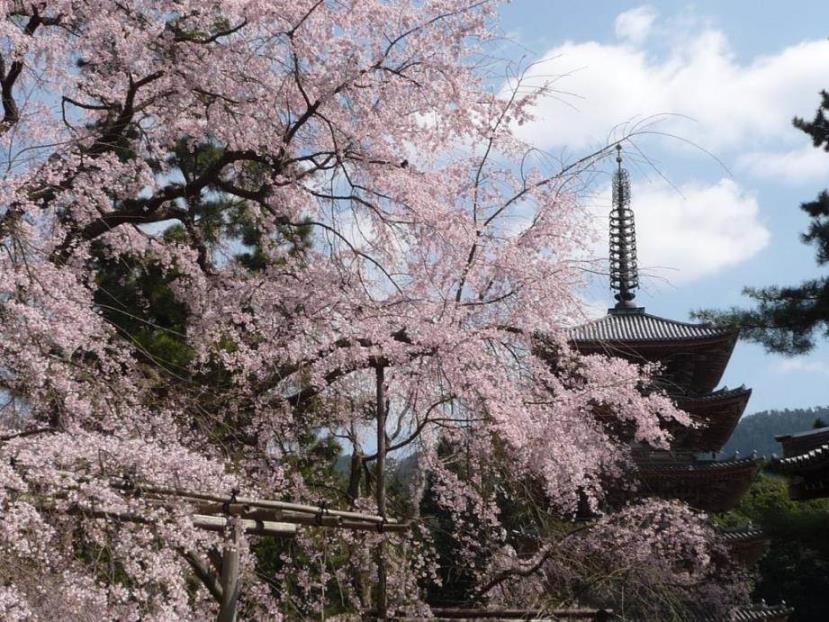 世界遺産・醍醐寺（イメージ／※桜の見ごろは例年3月下旬〜4月上旬）