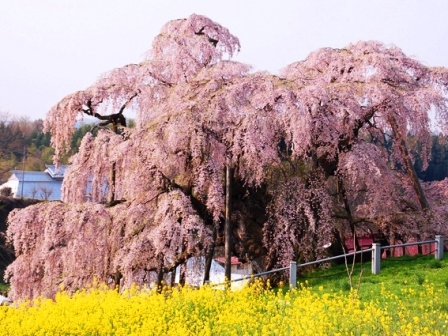 【三春の滝桜】樹齢1000年以上の紅枝垂桜で「日本三大桜」の一つ(イメージ/見頃：4月上旬〜中旬)