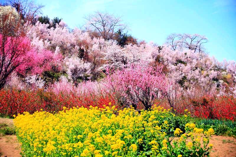 【花見山公園】桜・桃など多様な花が咲き誇るお花畑(イメージ/見頃：4月上旬〜中旬)