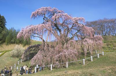 樹齢推定1,000年超え！三春滝桜（イメ−ジ）見頃：例年4月上旬〜下旬