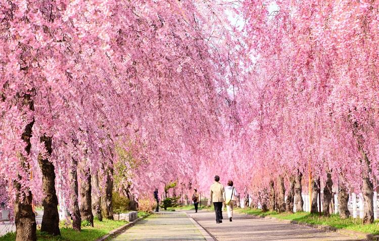 日中線桜並木（イメ−ジ）見頃：例年4月上旬〜下旬