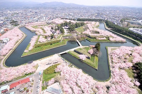 桜で形作られた星形〜五稜郭〜（イメージ）※見頃：4月下旬〜5月上旬
