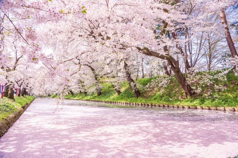 桜の絨毯〜弘前公園〜（イメージ）※見頃：4月中旬〜下旬