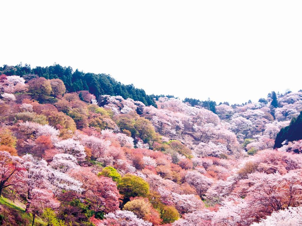 吉野山（イメージ／例年の桜の見頃：3月下旬〜4月下旬）